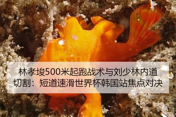 林孝埈500米起跑战术与刘少林内道切割：短道速滑世界杯韩国站焦点对决